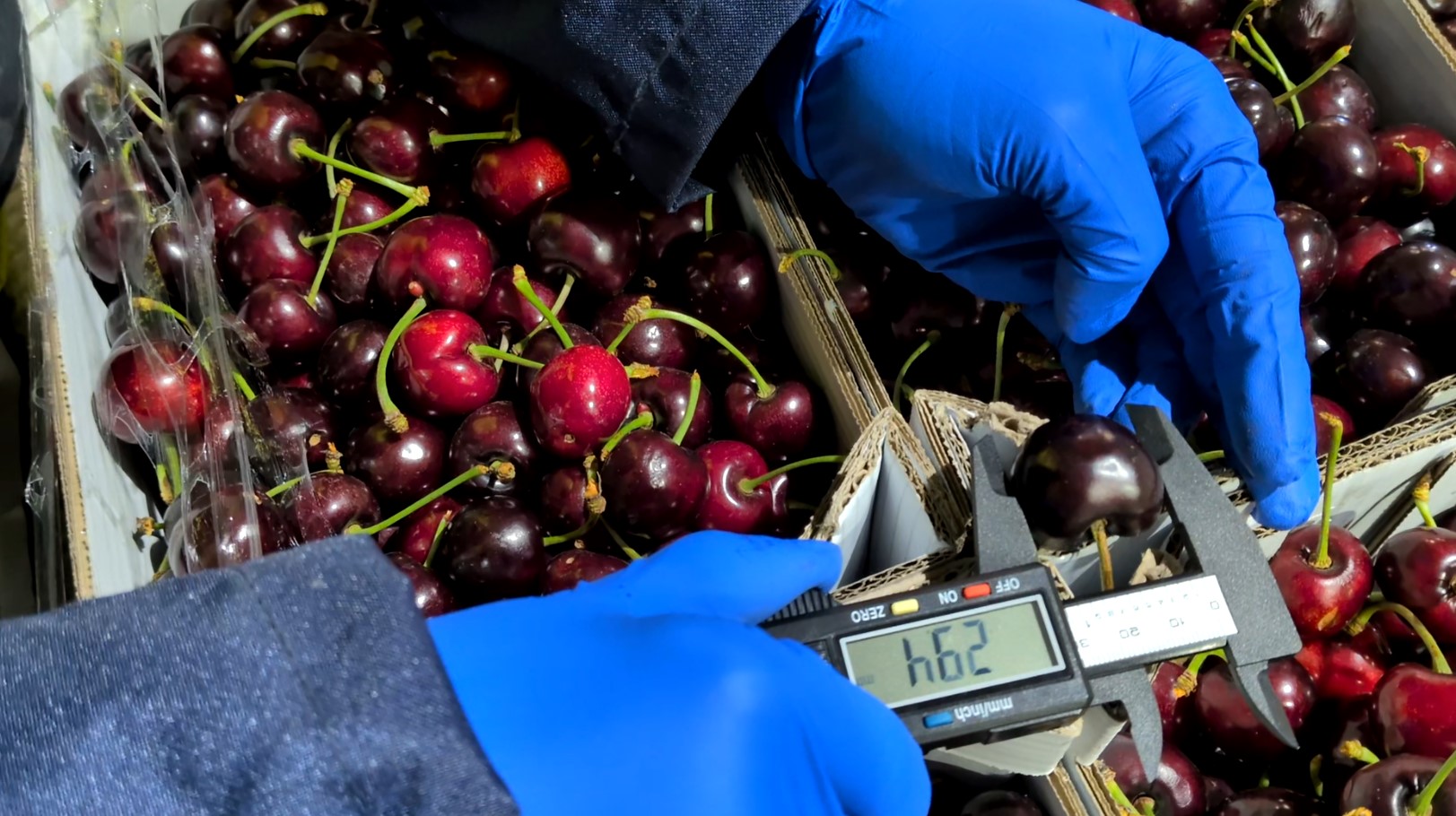 Técnico de Guiver Fruits midiendo el calibre de cereza para exportación