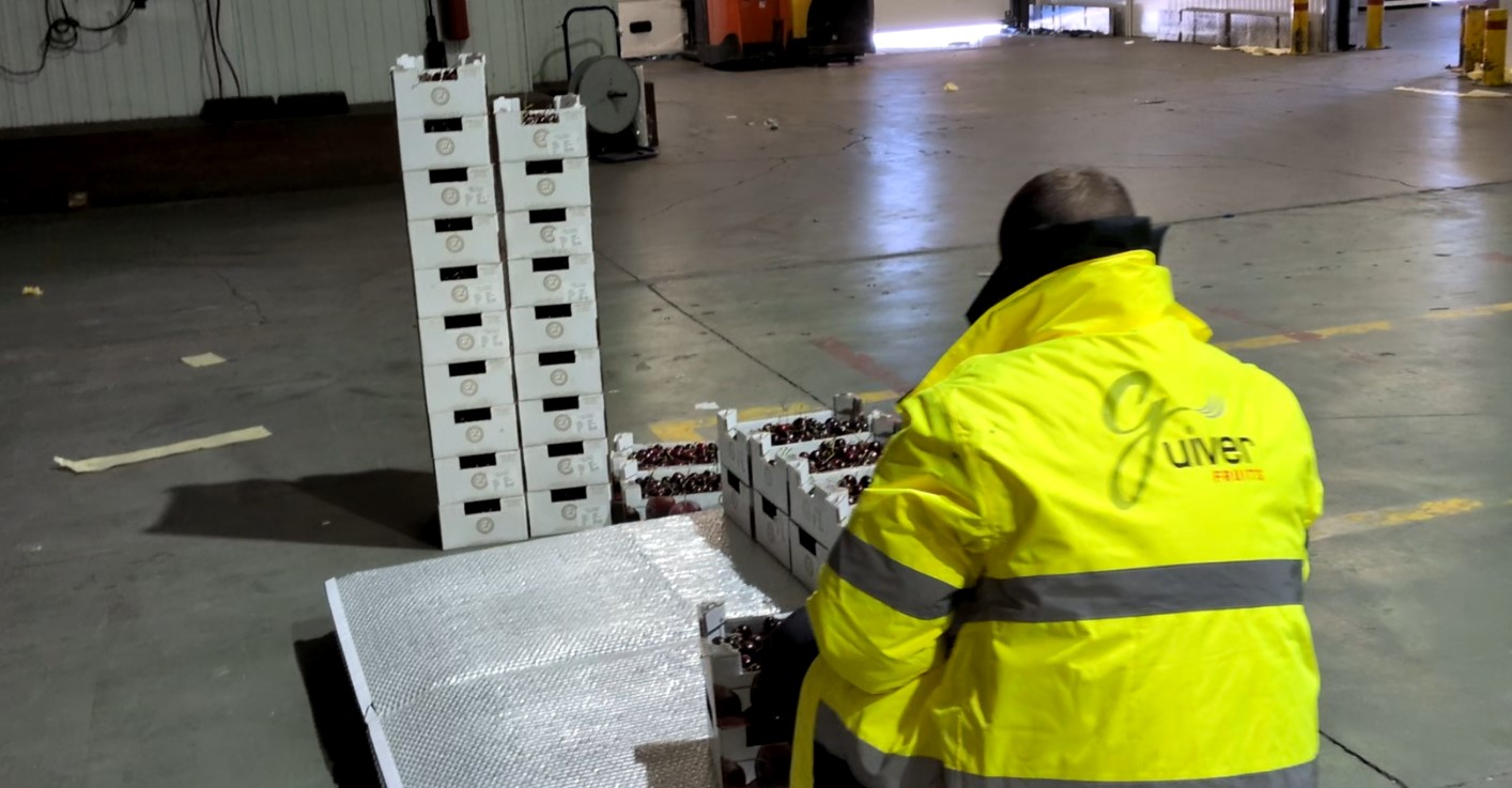 Paletizado de cerezas para exportación internacional Guiver Fruits